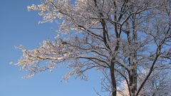 Nature winter season snow