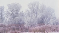 Nature winter seasons