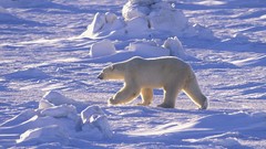 Nature winter snow Animals