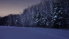Nature winter snow birch