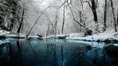 Nature winter snow forests