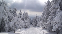 Nature winter snow forests