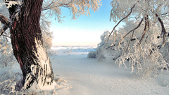 Nature winter snow landscapes