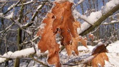 Nature winter snow leaves