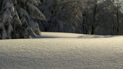 Nature winter snow macro