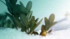 Nature winter snow Plants