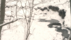 Nature winter snow Plants