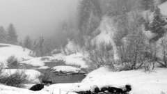 Nature winter snow Trees