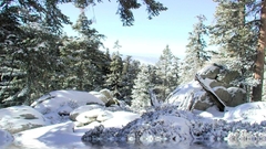 Nature winter snow Trees
