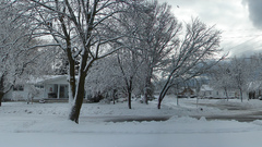 Nature winter snow Trees