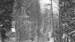 Nature winter snow Trees