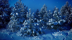 Nature winter snow Trees