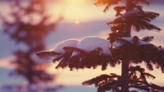 Nature winter snow Trees