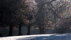 Nature winter snow Trees
