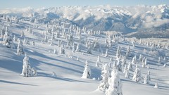 Nature winter snow Trees