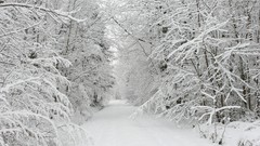Nature winter snow Trees