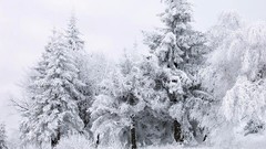 Nature winter snow Trees