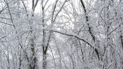 Nature winter snow Trees