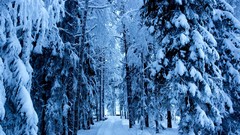 Nature winter snow Trees