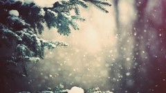 Nature winter snow Trees