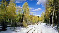 Nature winter snow Trees