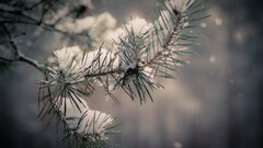 Nature winter snow Trees