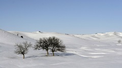 Nature winter snow Trees