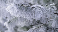 Nature winter snow Trees