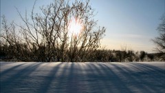 Nature winter sun