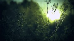 Nature winter sun Green sunlight