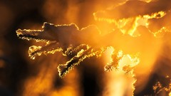 Nature winter sun Trees