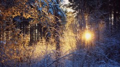 Nature winter sunny forests