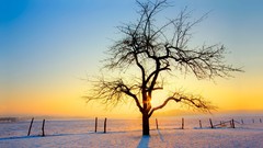 Nature winter Trees fences