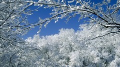 Nature winter Trees frost