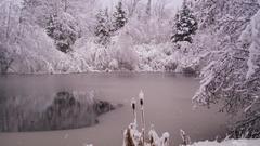 Nature winter Trees seasons