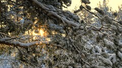 nature winter Trees snow sunlight outdoors