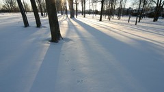 Nature winter Trees TV