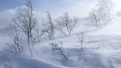 Nature winter Trees TV