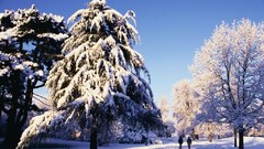 Nature winter TV shows