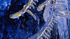 Nature winter TV shows