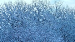 Nature winter TV shows