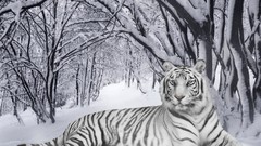Nature winter white tiger Tigers