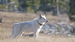 Nature Wolves