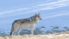 Nature Wolves