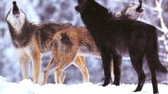 Nature Wolves