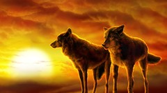 Nature Wolves deserts