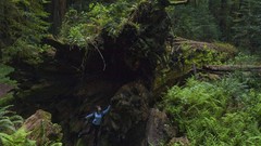 Nature woman forests