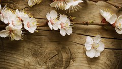 Nature Wood blossoms