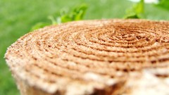 Nature Wood depth of field