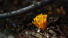 Nature Wood macro depth